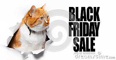 Portrait of red funny cat, through torn hole in white paper, looking at text of Black Friday Sale. Stock Photo