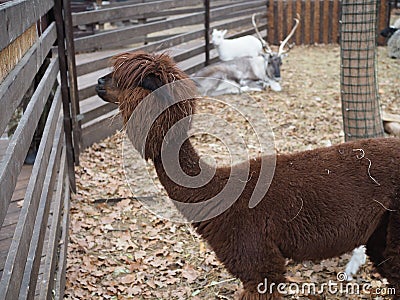 A portrait of a red-haired alpaca with a shaved bang, eyes are visible, looks into the camera, a pretty muzzle of a female Stock Photo