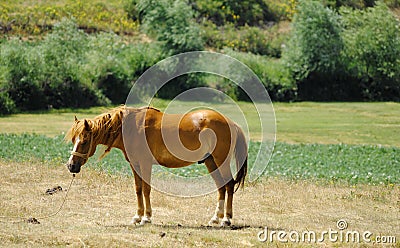 Portrait of red horse on a pasture Stock Photo