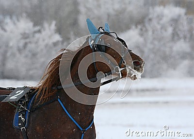 Portrait of a red horse trotter breed in motion Stock Photo