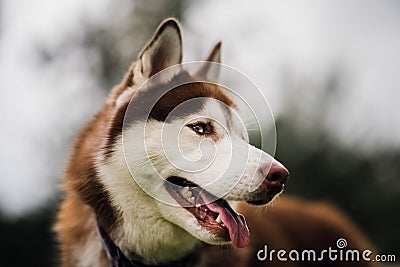 Portrait of red husky looking to the right. Defocused background Stock Photo