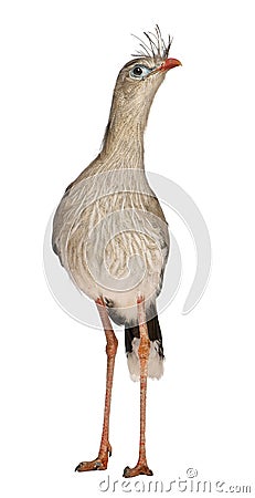 Portrait of Red-legged Seriema or Crested Cariama, Cariama cristata Stock Photo