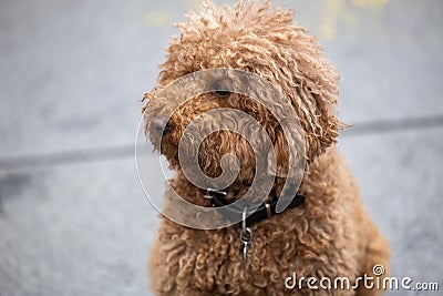 Portrait of a red poodle outdoors Stock Photo