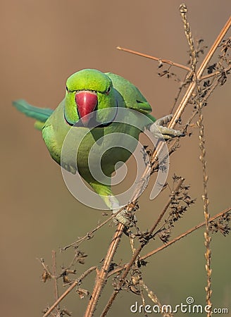Portrait of a Red ringed parakeet Stock Photo