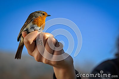 Portrait of red robin Stock Photo