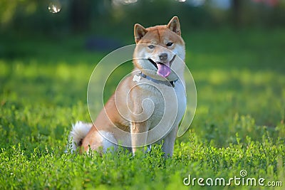 red Shiba inu dog in summer Stock Photo