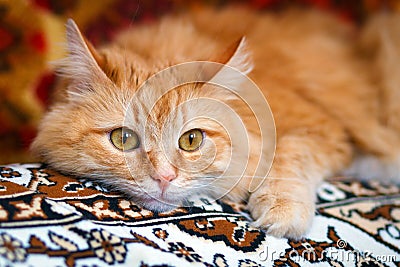 Portrait of a red Siberian cat Stock Photo