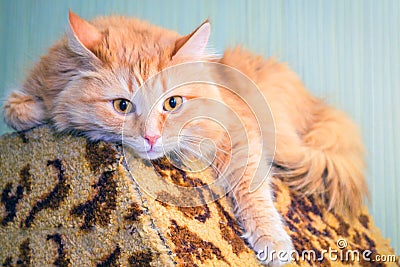 Portrait of a red Siberian cat Stock Photo