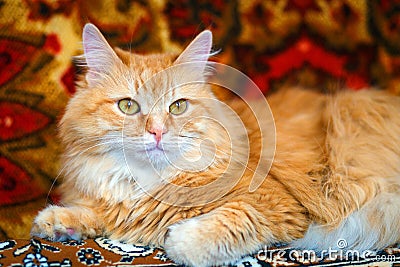 Portrait of a red Siberian cat Stock Photo