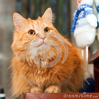 Portrait of a red Siberian cat Stock Photo