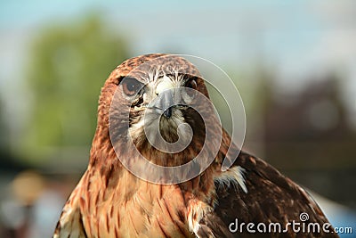 A portrait of a Red-Tailed Hawk Stock Photo