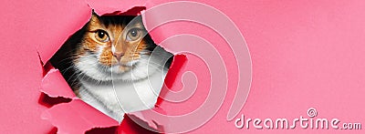 Portrait of red white cat through torn paper hole, pastel pink of color with copy space. Stock Photo