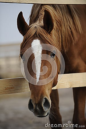 Portrait of a red young filly Stock Photo
