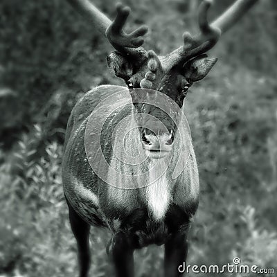 Portrait of Reindeer Stock Photo