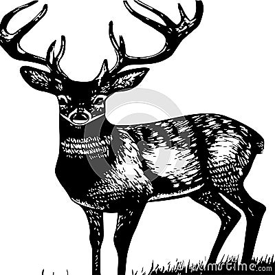 Portrait of a reindeer , close - up . Vector illustration . Wild Animals of the North. Deer head on a landscape Vector Illustration