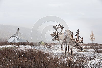 Portrait of a reindeer in Mongolian taiga. Stock Photo