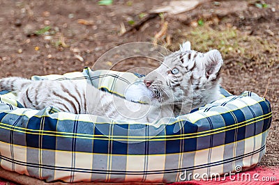 Portrait of a resting baby white tiger Stock Photo
