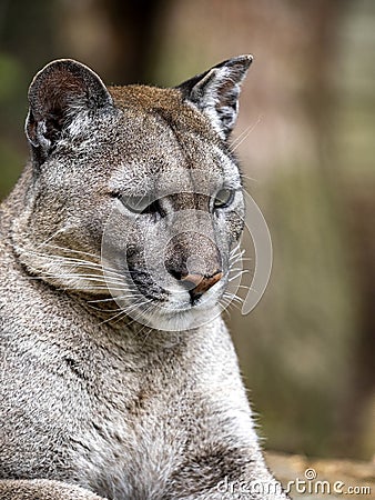 Portrait of resting bored female Cougar, Puma concolor Stock Photo