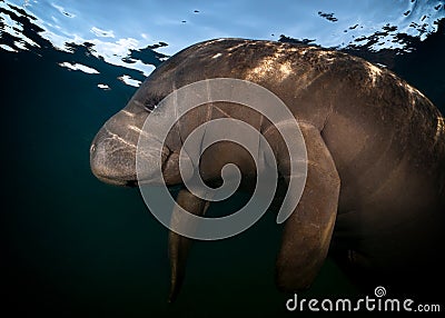 Portrait of resting Manatee Stock Photo