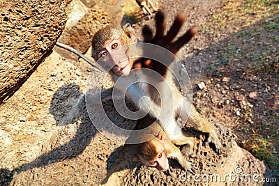 Portrait of rhesus macaque monkey Stock Photo