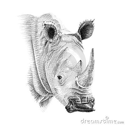 Portrait of rhino drawn by hand in pencil Stock Photo