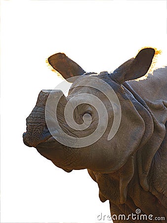 portrait rhinoceros isolated on white background Stock Photo