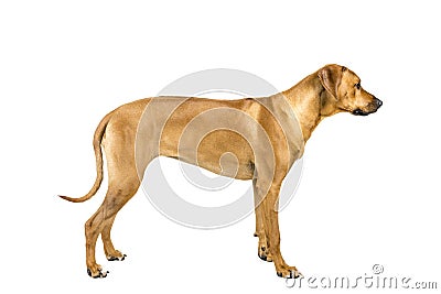 Portrait of a Rhodesian Ridgeback dog isolated on a white background studio shot standing sideways Stock Photo