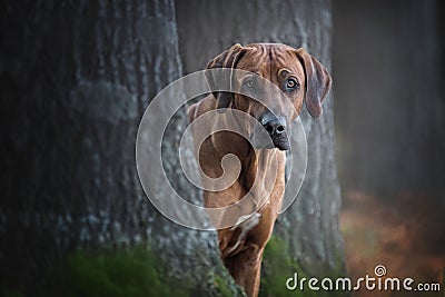 Portrait of a rhodesian ridgeback dog. Stock Photo