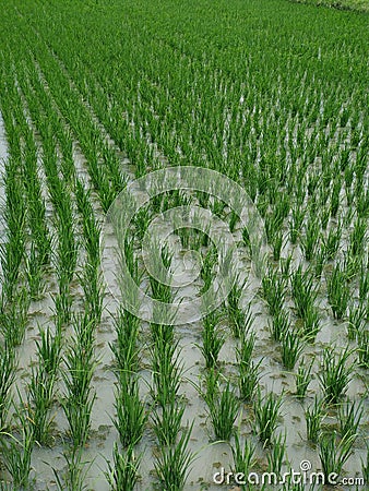 Portrait Rice field growing proces Stock Photo