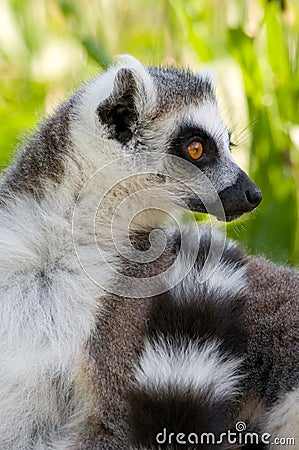Portrait of a ring tail lemur Stock Photo