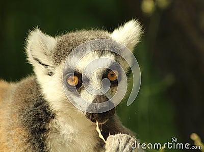 Portrait of a ring-tailed lemur Lemur catta eating Stock Photo
