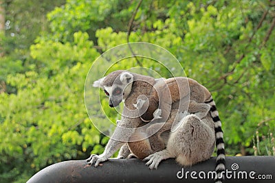 Portrait Ring-tailed Lemur monkey with orange eyes Stock Photo