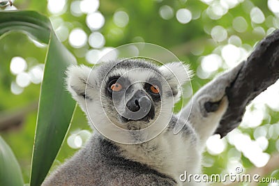 Portrait Ring-tailed Lemur monkey with orange eyes Stock Photo