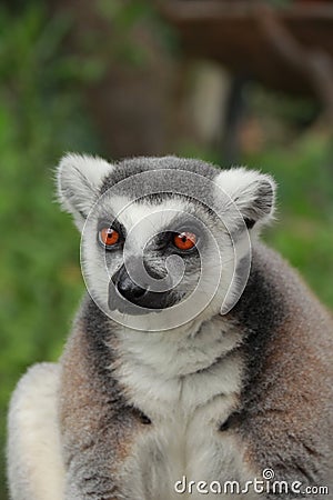 Portrait Ring-tailed Lemur monkey with orange eyes Stock Photo