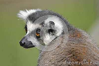 Portrait ring-tailed lemur Stock Photo