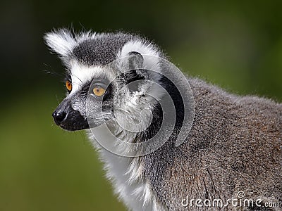 Portrait ring-tailed lemur Stock Photo