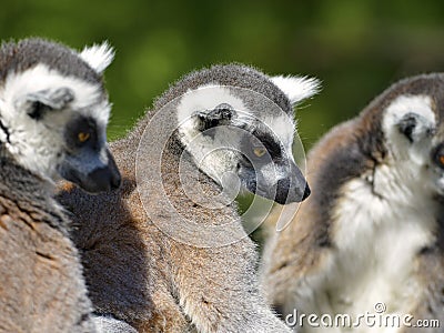 Portrait ring-tailed lemurs Stock Photo