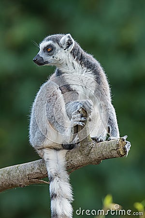 Portrait of ring-tailed Madagascar lemur at smooth background Stock Photo