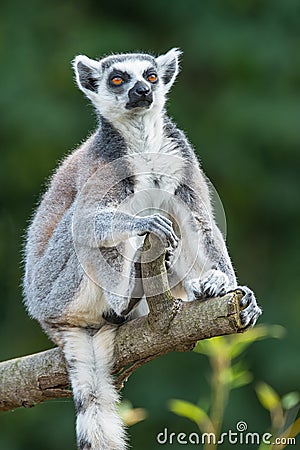 Portrait of ring-tailed Madagascar lemur at smooth background Stock Photo