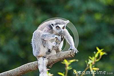 Portrait of ring-tailed Madagascar lemur at smooth background Stock Photo