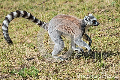 Portrait of ring-tailed Madagascar lemur at smooth background Stock Photo