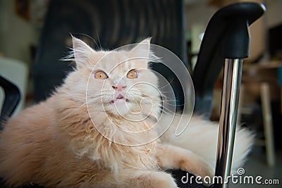 Portrait roaring cute Persian cat Stock Photo