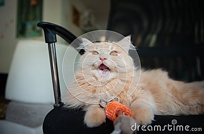 Portrait roaring cute Persian cat and playing cat toy Stock Photo