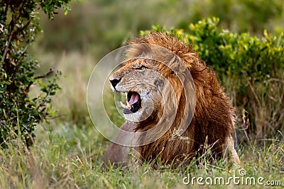 Portrait of roaring Lion Ron in Masai Mara Stock Photo