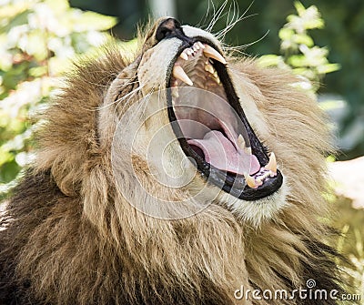 Portrait of a roaring lion Stock Photo