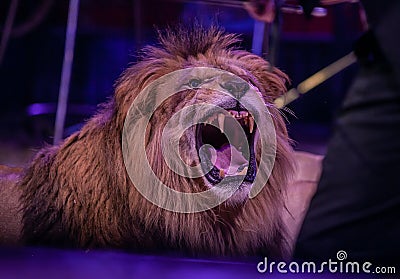 Portrait of roaring lion in circus Stock Photo