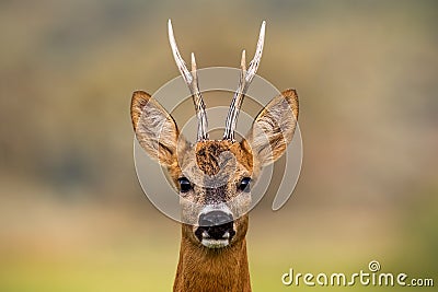 Portrait of a roe deer, capreolus capreolus, buck in summer with clear blurred background. Stock Photo