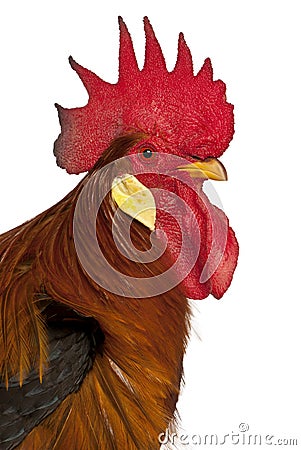 Portrait of Rooster Leghorn Stock Photo