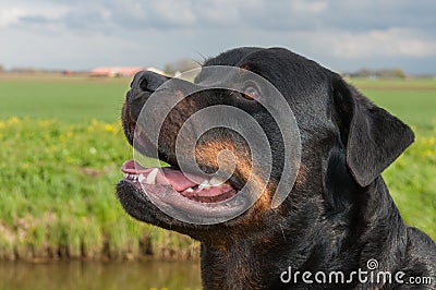 Portrait of a Rottweiler dog with mouth open Stock Photo