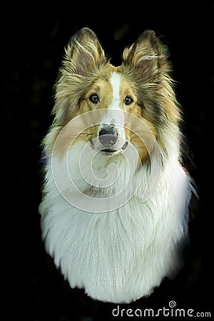 Portrait Rough Collie. The Rough Collie also known as the Long-Haired Collie Editorial Stock Photo